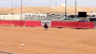 Steer Wrestling at the Clark County Fair and Rodeo Logandale NV [upl. by Nathanson931]