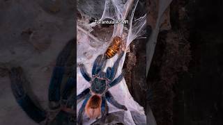 Tarantula ASMR 😋🥵 asmr asmrsounds arachnids spider tarantula spiders tarantulas insects [upl. by Vito]