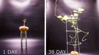 Jicama Growing 38 Days  Time Lapse [upl. by Cassiani]