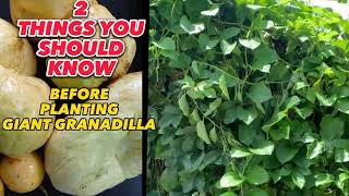 Giant Granadilla 2 Things You Should Know Before Planting [upl. by Festatus]