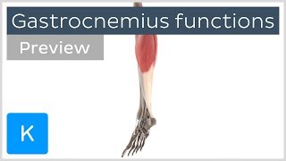 Functions of the gastrocnemius muscle preview  3D Human Anatomy  Kenhub [upl. by Annahs]