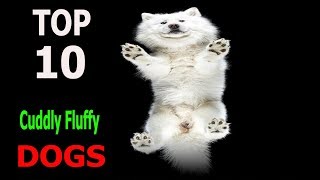 Top 10 Cuddly Fluffy Dog Breeds  Top 10 animals [upl. by Yentrok]