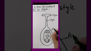 How to draw germination of pollen Biology diagram [upl. by Lenoj]