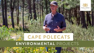 Cape Polecats  Environmental Projects on Val de Vie Estate [upl. by Endo]