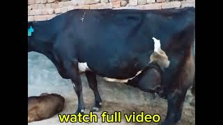 Kg Milking Girlando Cow  Girlando Farming In Brazil  girlando cow for sale [upl. by Allys]