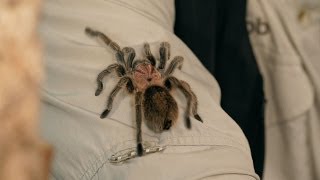 How to Identify Treat amp Prevent Illness  Pet Tarantulas [upl. by Drallim]