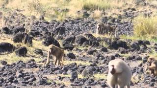 Hamadryas Baboons In Awash National Park Ethiopia [upl. by Lissie74]