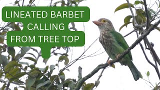 Lineated Barbet call [upl. by Lamee]