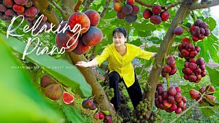 AMAZING HARVESTING in PIANO MUSIC 🎹 Vietnamese Beautiful Farming Momment with Relaxing Piano [upl. by Swiercz]