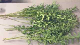 Stevia harvest and drying method [upl. by Aniretak]