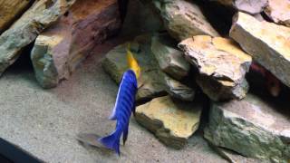 Malawi Cichlid Fight Sciaenochromis fryeri vs Yellow Albino [upl. by Isidore]