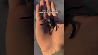 Should I fish with this SPIDER lure🕷️ fishing shorts [upl. by Ajdan]