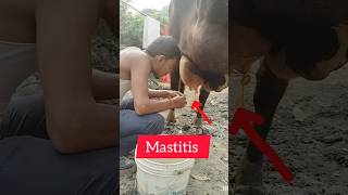 Mastitis in cowviralvideo viralvideo [upl. by Asilanom]