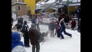 Alaska  Watching Sled Dog Racing in AK  Corrida de trenos de cachorros [upl. by David]