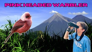 Pursuit of the Pink Headed Warbler in Guatemala [upl. by Cinom]