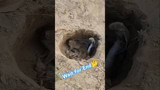 Snake Vs Mongoose 🦦🐍 kaun jeeta last Tak  viral fight shorts trending viralmoment [upl. by Sergias]