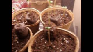 Growing Weed Bubbleponics amp Soil  4112010 [upl. by Anirres607]