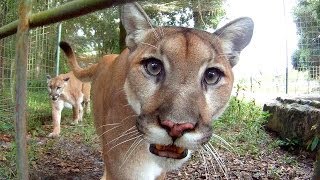 GoPro Feeding Cougars [upl. by Aicek511]