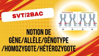 SVT2BACPC  Notion de gèneallèlegénotypehomozygotehétérozygote [upl. by Suirtimid]