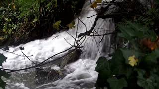 Water flows taken in Painswick Cotswolds fypシ゚viral youtube relaxing waterfall water [upl. by Nitsraek260]