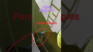 Guppy breeding tamil kolathurfishmarket bettafish fish guppyfish trending fishing breeding [upl. by Iorgo992]