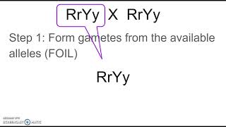 How to determine gametes for a dihybrid cross [upl. by Aspa163]