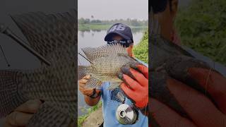 സ്ലിങ്ഷോട്ടിൽ വീണ്ടും കിട്ടി മീൻ 👍🐟🐟fishing catchingfish fish fishingtechniques [upl. by Anaytat]