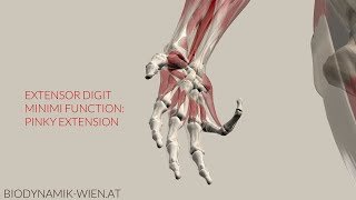 Extensor Digit Minimi Function Pinky Extension 3D Animation [upl. by Hultgren]