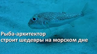 Рыба архитектор белопятнистый иглобрюх и его шедевры на морском дне [upl. by Rai]