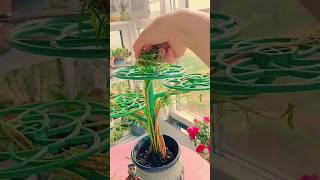 Grow portulaca from cuttings bonsai flowers plants gardening diy portulaca shortvideo [upl. by Balliol941]