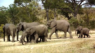 Kruger National Park A Wildlife Wonderland [upl. by Ewold]