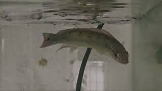 Spot face pike cichlid live feeding on some guppies [upl. by Byrne]