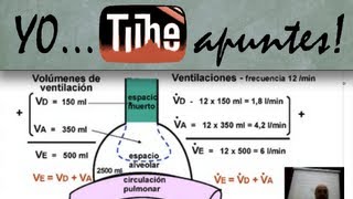 Fisiología del sistema respiratorio Ventilación alveolar [upl. by Cleasta]