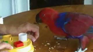 Rubina the Eclectus parrot doing tricks Part 1 [upl. by Steinke926]