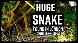 Huge Snake Found in London [upl. by Kcered966]