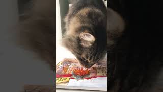 Siberian cat eats Russian caviar from Kamchatka [upl. by Trinia]