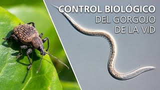 Control biológico del gorgojo de la vid  Heterorhabditis bacteriophora [upl. by Tehcac444]