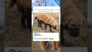 Chocolate dipped🤣😭meme goldenretriever funny [upl. by Ecnedac]