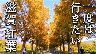 【滋賀の紅葉ベスト5】一度は行きたい滋賀の紅葉絶景 Autum leaves Siga in Japan メタセコイア、石山寺、鶏足寺、比叡山、奥琵琶湖パークウェイ [upl. by Eniruam968]