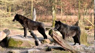 Hurlements de loups noirs [upl. by Odama4]