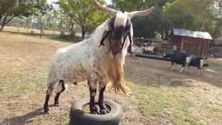 Indigenous veld goats Northern cape speckled ram [upl. by Airretal]