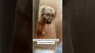 Russian ovcharka caucasianshepherd Russianovcharkashortsfeed shortsvideo youtubeshorts [upl. by Enahsed789]