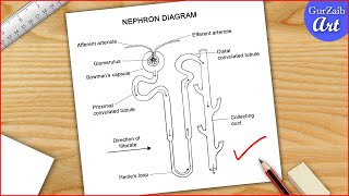 How to draw Nephron diagram drawing  easy way  structure of nephron  Step by step [upl. by Ulric935]