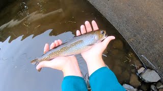 Fall 2024 Multispecies Creek Fishing in Eastern Pennsylvania [upl. by Anilec533]