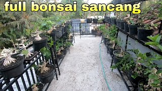 Review khusus SANCANG Koleksi Bonsai Made In Bali [upl. by Hsizan692]