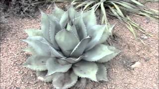 005  Paradise Garden  The Texas Hill Country Landscape Cacti amp Succulents [upl. by Ellyn]