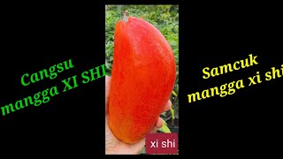 MANGGA XI SHI CANGKOK SUSU dan SAMBUNG PUCUK [upl. by Hubey110]