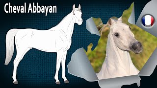 CHEVAL ARABE ABBAYAN un pur sang Arabe très prisé pour sa beauté RACES DE CHEVAUX [upl. by Aleirbag]