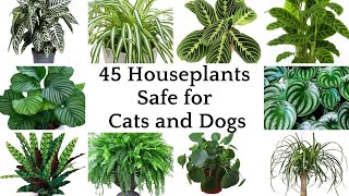 45 Top Houseplants Safe for Cats and Dogs  Perfectly Pet Safe Houseplants  Pet Friendly Plants [upl. by Merilee]