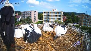 ČAPÍ HNÍZDOKŘEMŽE– živé vysílání [upl. by Yorgerg]